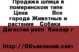 Продажа шпица в померанском типе › Цена ­ 20 000 - Все города Животные и растения » Собаки   . Дагестан респ.,Кизляр г.